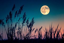 Vollmond über Schilf von Poster Art Shop