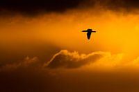 Cormoran 