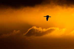 Kormoran 