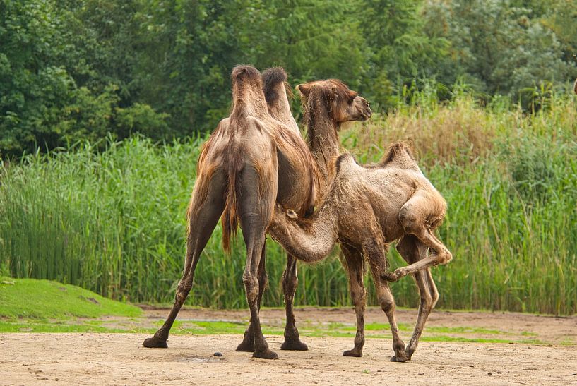 Kratzen von Natuurpracht   Kees Doornenbal