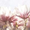 Delicate magnolia blossoms by Claudia Moeckel