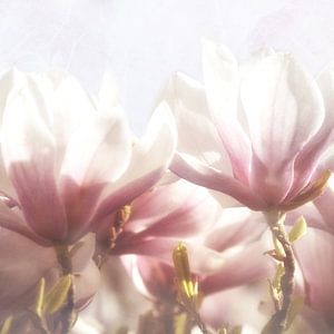 Zarte Magnolienblüten
