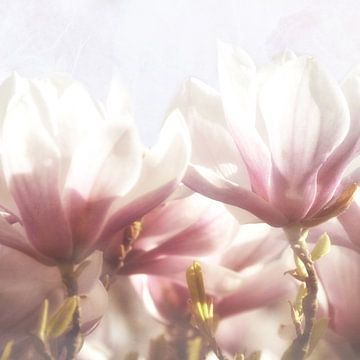 Délicates fleurs de magnolia sur Claudia Moeckel