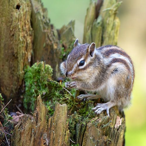 Siberische grondeekhoorn