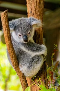 Koala auf dem Baum von Robin Schalk