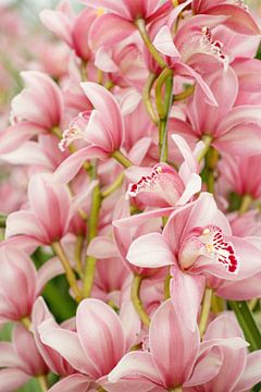 orchidee van Laura Vollering