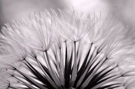 Nelkenkranz von Martine Affre Eisenlohr