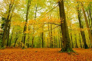Goud geel gekleurde beukenbomen in een bos tijdens een de herfstmiddag van Sjoerd van der Wal Fotografie