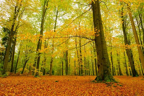 Hêtres dorés dans une forêt pendant un après-midi d'automne