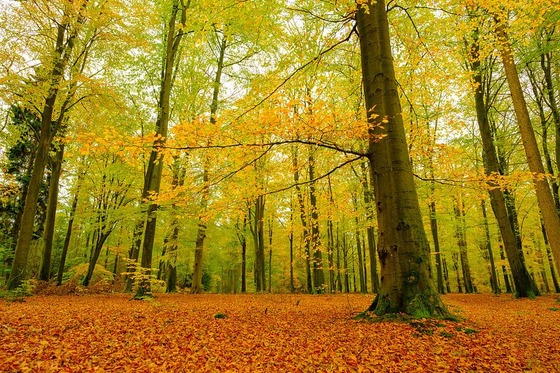 Golden Beech trees in a forest during an autumn afternoon by Sjoerd van der Wal Photography