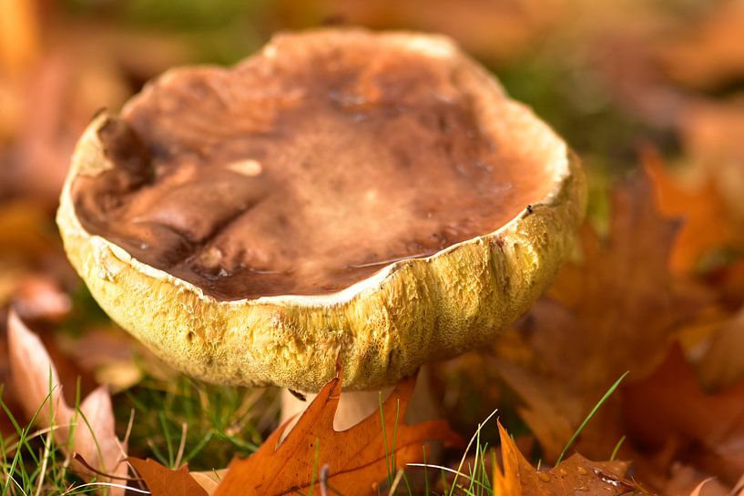 Mushroom blues by Frank Ubachs fotografie