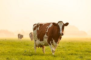 Cows in a meadow during a misty sunrise in the IJsseldelta