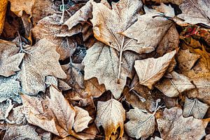 Vergänglichkeit Natur Ahornblätter mit Reif Laub im Winter auf Waldboden von Dieter Walther