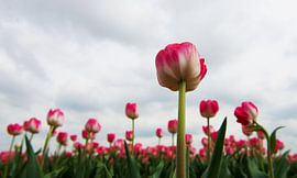Tulipfield by Marijke Keijser