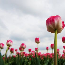 Tulipfield sur Marijke Keijser