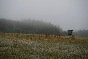 brouillard dans les champs