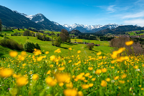 Voorjaarsuitzicht met boterbloemen van de Allgäuer Alpen