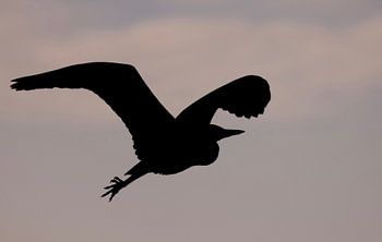Reiger bij zonsondergang