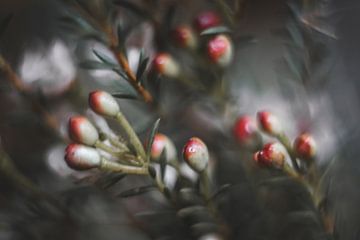 Dreamy flower buds van Linda Doppenberg