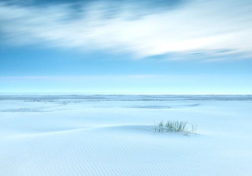 Ripple sur Wad of Wonders