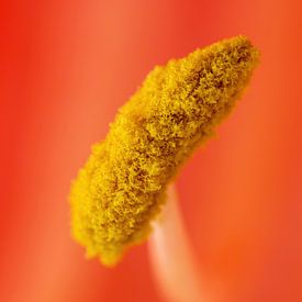 Un fil d'Amaryllis - Amaryllidaceae sur Rob Smit