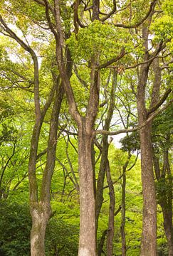 Yoyogi Park - Tokyo (Japan) by Marcel Kerdijk