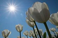 Witte tulpen in de zon van Ruud van der Lubben thumbnail