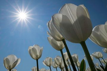 Witte tulpen in de zon