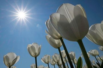 Witte tulpen in de zon van Ruud van der Lubben