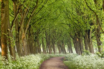 Le chemin des flûtes sur Lars van de Goor