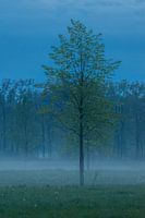 Brouillard autour de l'arbre