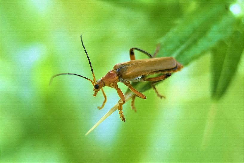 Macro opname van een soldaatje in het groen van Maud De Vries