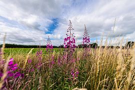 Dutch Landscape. by Brian Morgan