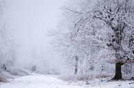 Waldweg im Winter von Karijn | Fine art Natuur en Reis Fotografie Miniaturansicht