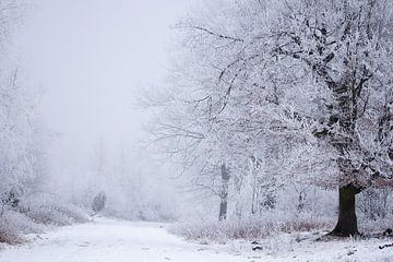 Waldweg im Winter von Karijn | Fine art Natuur en Reis Fotografie