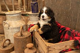 Berner Pup Gandhi sur Bob de Bruin
