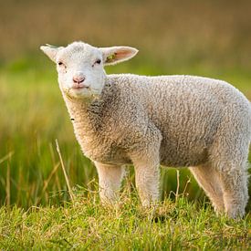 Lamb in the meadow by Shane van Hattum