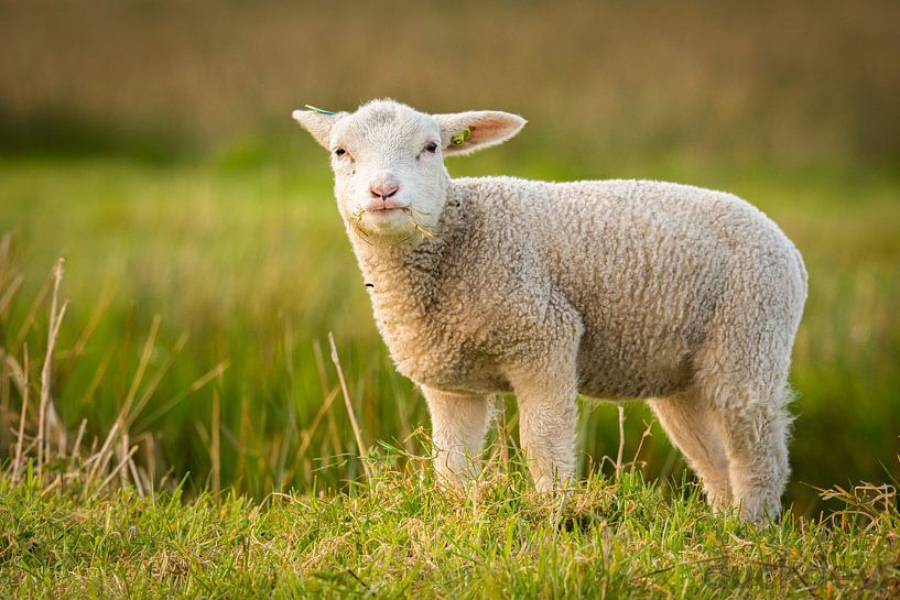 Lamb in the meadow by Shane van Hattum