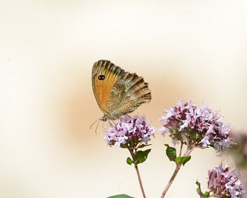 "Orange sandpiper on a wild marjoram"