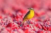 Bachstelze im Tulpenfeld