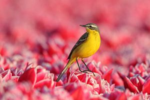Bergeronnette des ruisseaux dans un champ de tulipes