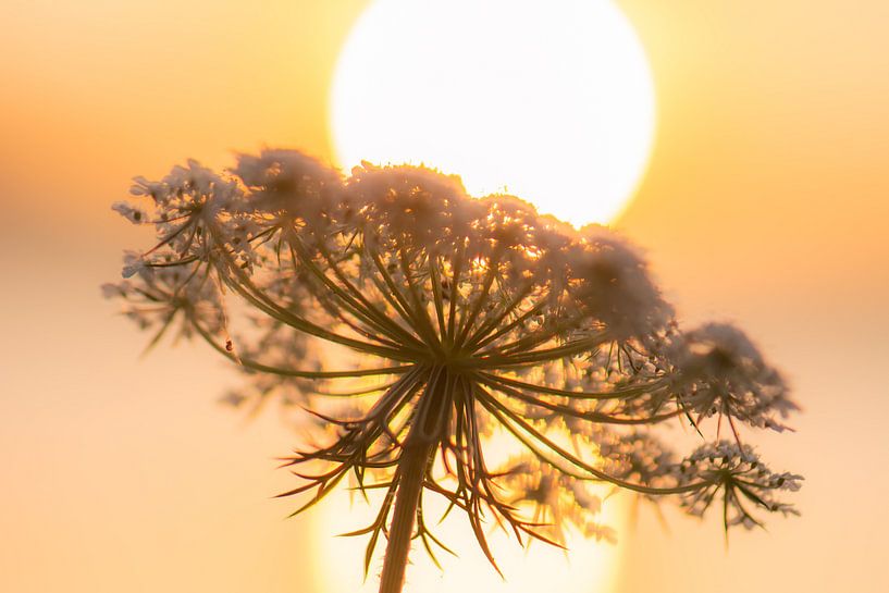 wild carrot in the sunlight by Tania Perneel