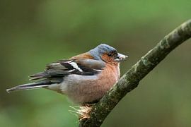 Tick by Merijn Loch