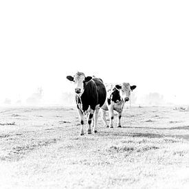 Vaches à la campagne sur Sandra Koppenhöfer