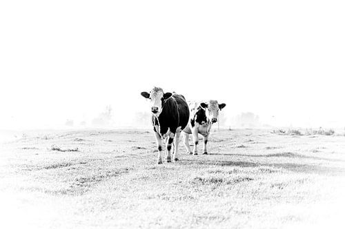 Vaches à la campagne sur Sandra Koppenhöfer