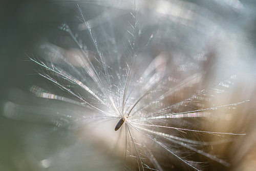 Seed in a fluff: Field thistle