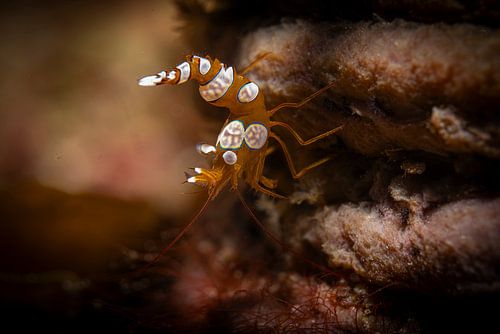 Zoutwatergarnaal @ Komodo, Indonesie