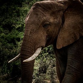 Olifant die uit z'n olifantenpad kwam sluipen in Kruger Zuid-Afrika. von Lorenzo Holtkamp
