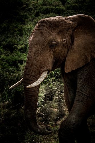 Olifant die uit z'n olifantenpad kwam sluipen in Kruger Zuid-Afrika.