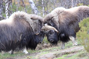 Muskusos Dovrefjell, Noorwegen van Frank Fichtmüller